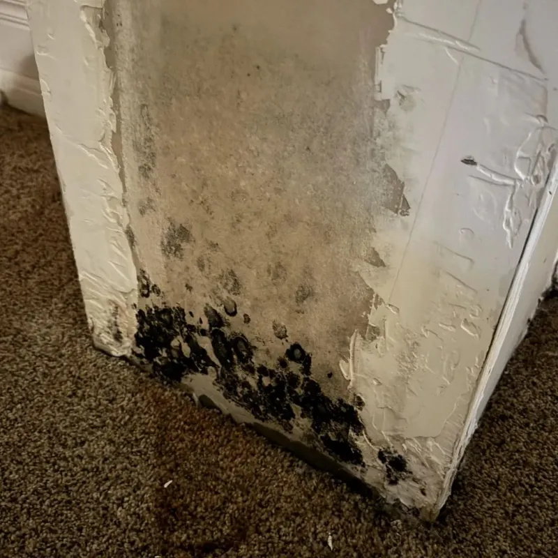 Professional Mold Removal in San Marcos, TX